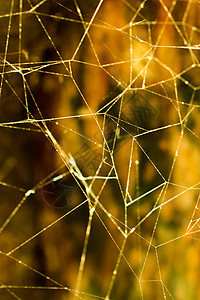 洞穴中的蜘蛛网背景图片