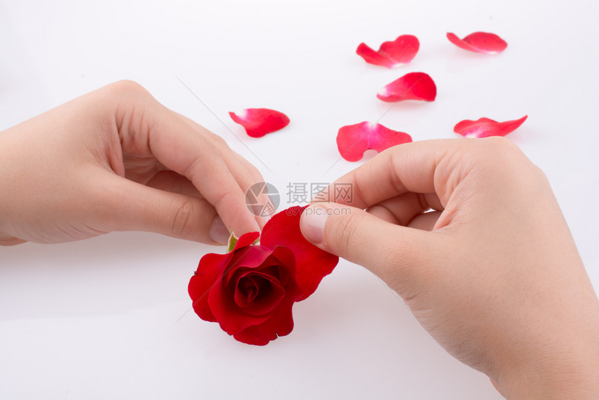 白色背景的红玫瑰和花瓣图片