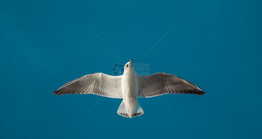 海鸥在蓝色天空中飞过海水图片