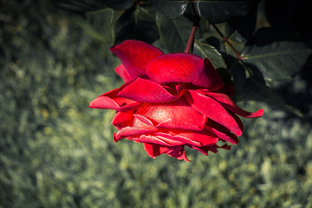 花园背景的美丽多彩玫瑰花背景图片