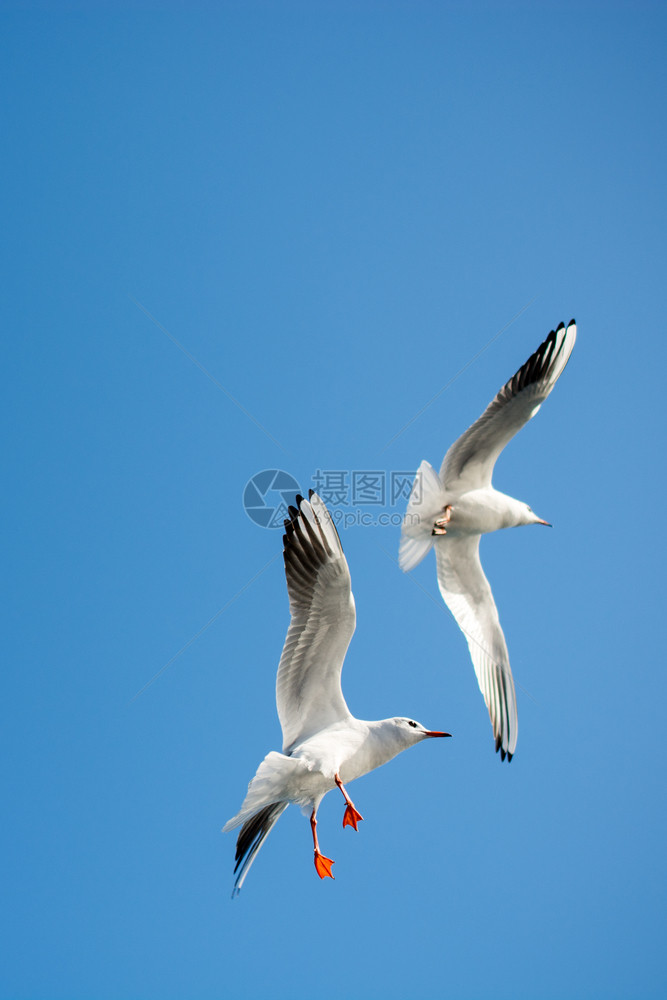 海鸥对等在天空背景下飞行图片