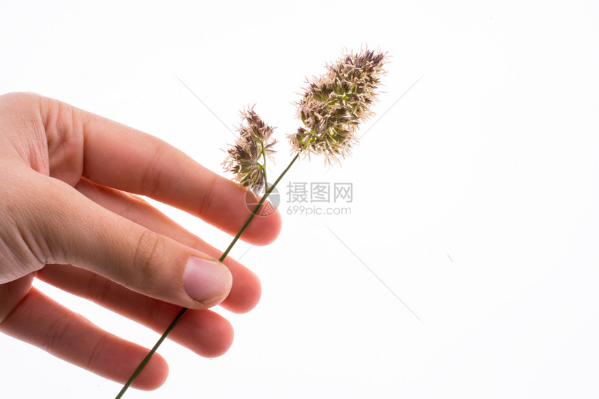 手握花朵在白色背景上图片