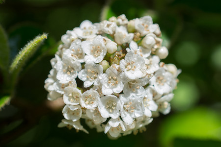 春季花朵图片