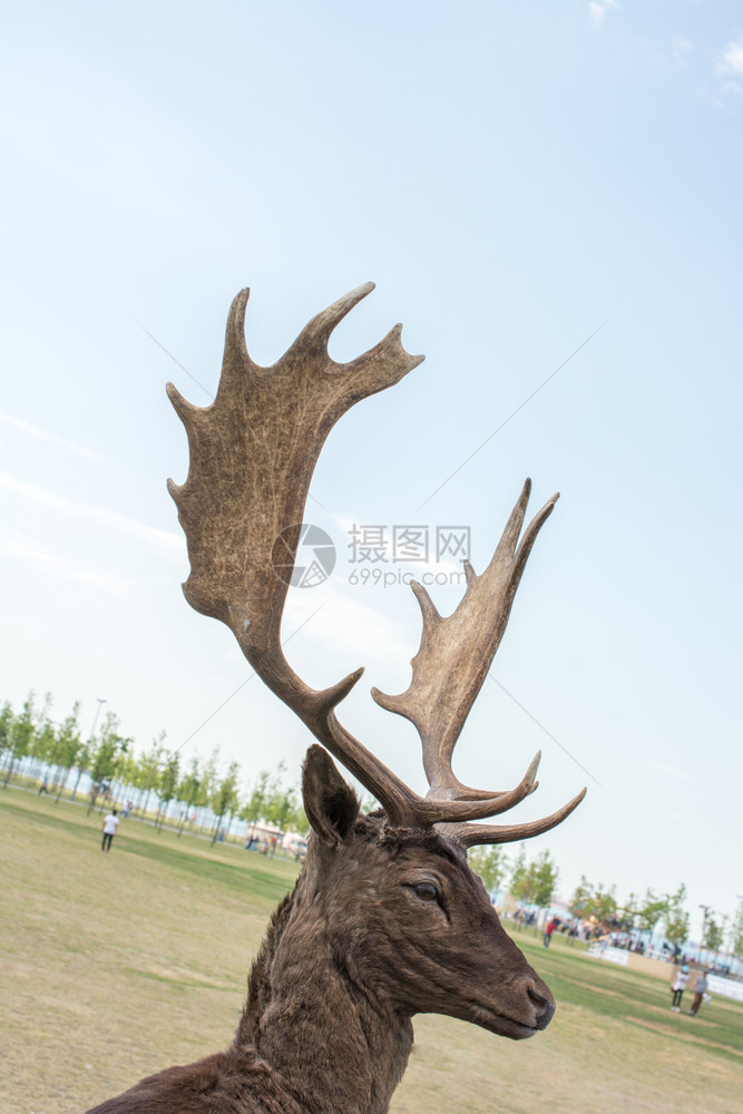 在显示的蓝天空背景上保存的鹿标样本图片