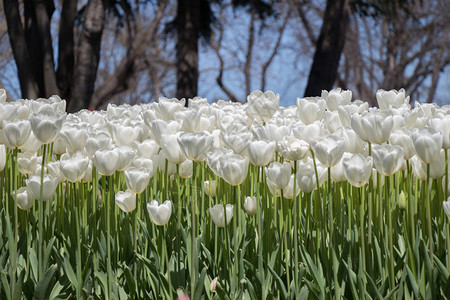 白色郁金香花在园中开图片