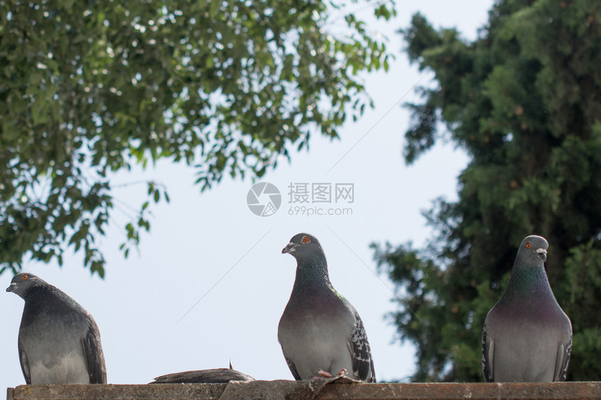 孤独的鸟类生活在自然环境中图片