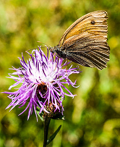 美丽的蝴蝶在大自然花朵上多彩的大地上图片