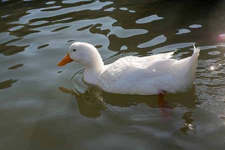 白鸭春天在池塘游泳图片