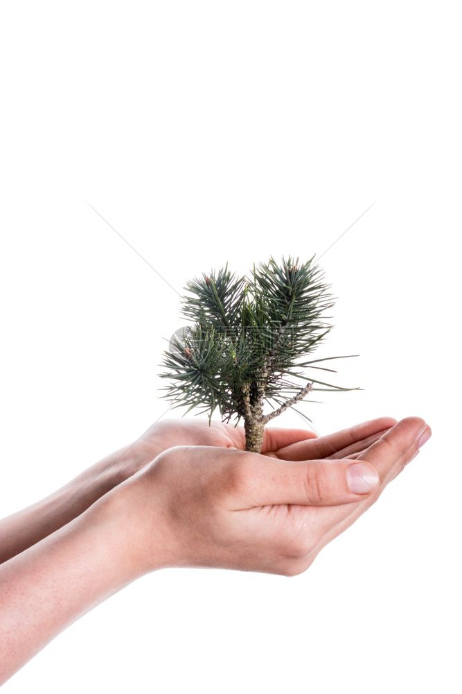 手握着树苗在白色背景上手握着全球的树苗图片