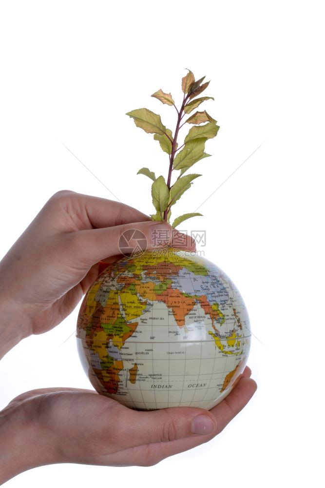 手握着树苗在白色背景上手握着全球的树苗图片