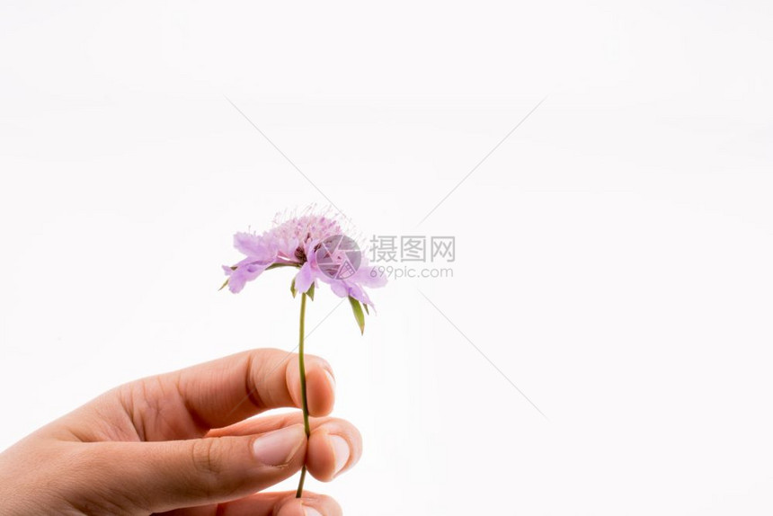 手持白色背景的紫花图片