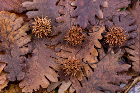 棕色舱秋底在干叶上的胶囊图片