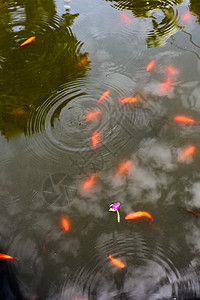 美丽多彩的鱼在池塘游泳图片