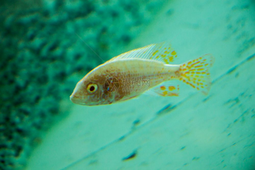 美丽的多彩鱼类在水族馆环境中游泳图片