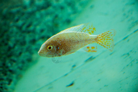 美丽的多彩鱼类在水族馆环境中游泳背景图片