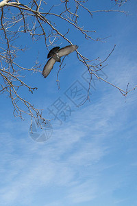 鸽子坐在树枝上图片