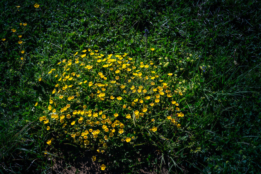 在阿特文高原盛开美丽多彩的野花图片