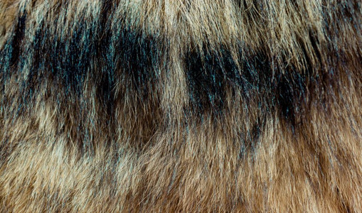 装饰动物毛皮作为背景纹理图片