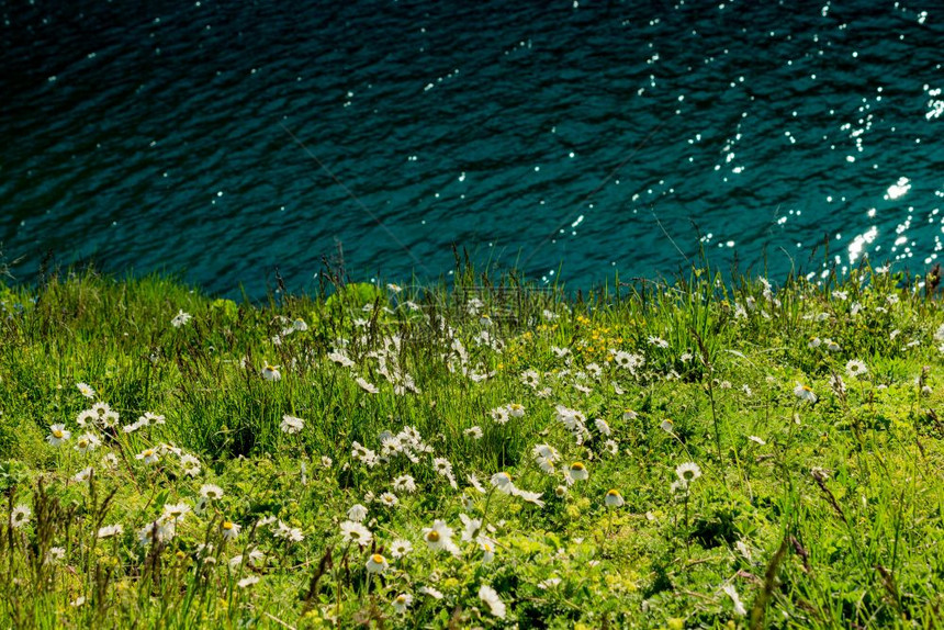 在阿尔特文高地的池塘旁露出美丽的野生花朵图片