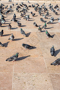 孤独的鸟类生活在城市环境中图片