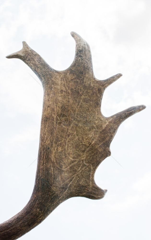 蓝天空中保存的鹿标本角图片