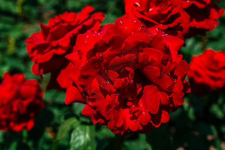 在伊斯坦布尔一个植物公园展红玫瑰图片