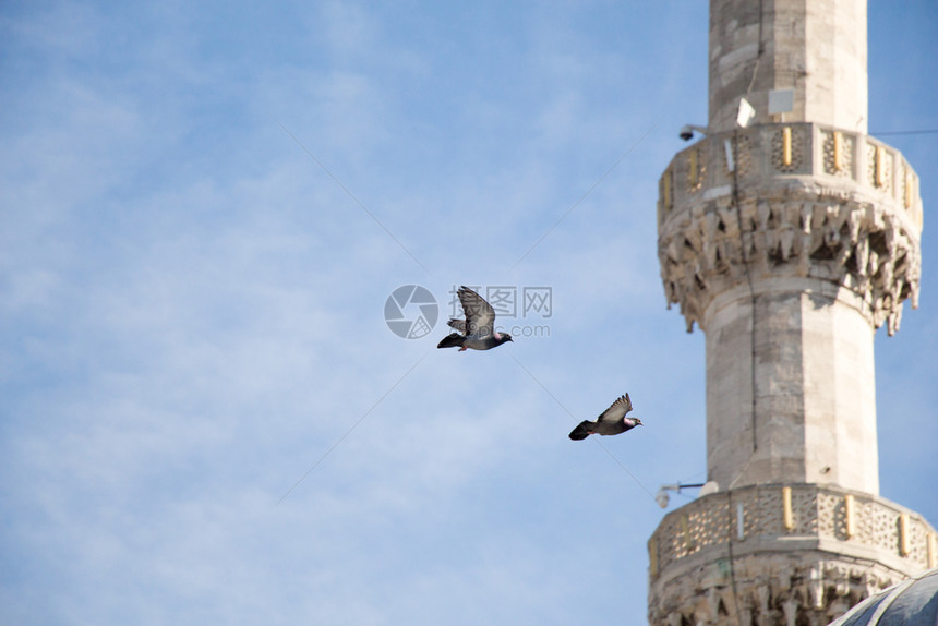 双鸽在天上子尖塔边图片