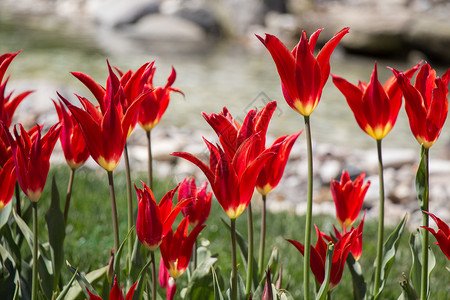 红色郁金香花在园中开图片