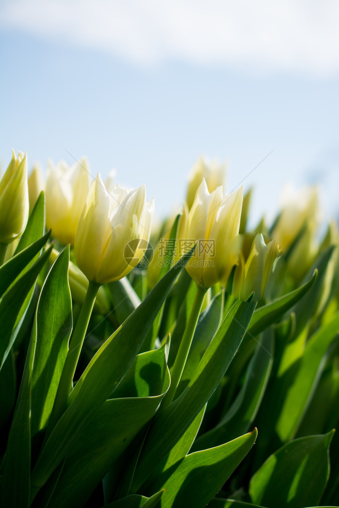 春时自然中白色的新鲜郁金香图片
