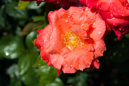 滴水玫瑰花瓣上有滴水的花朵背景