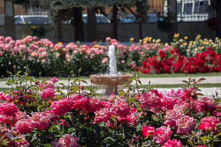 玫瑰园喷泉的水涌出背景图片