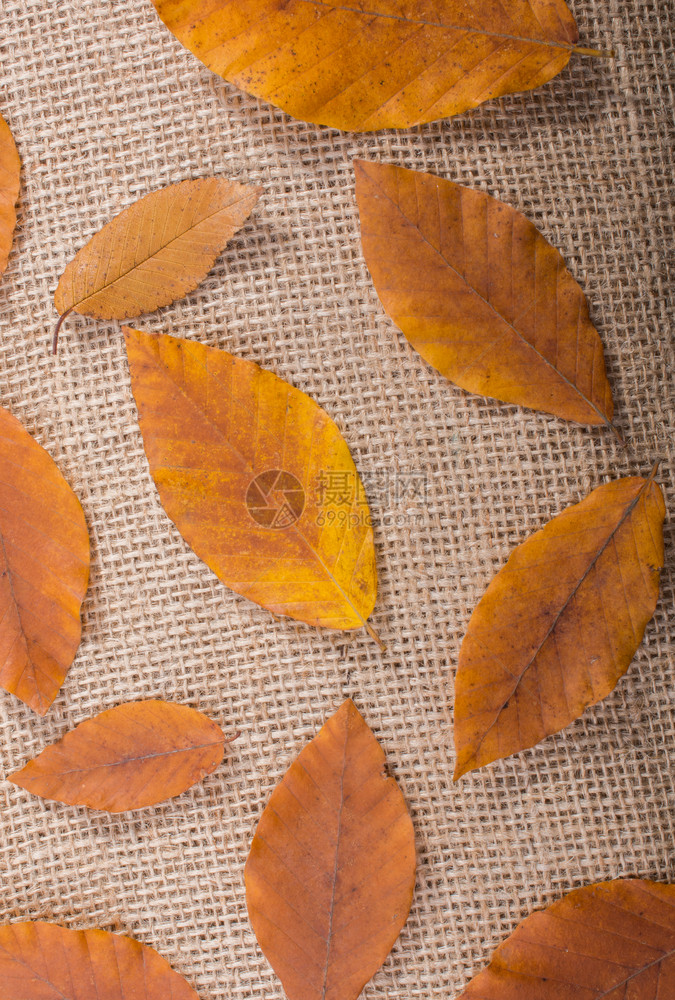 秋季树叶在亚麻布上图片