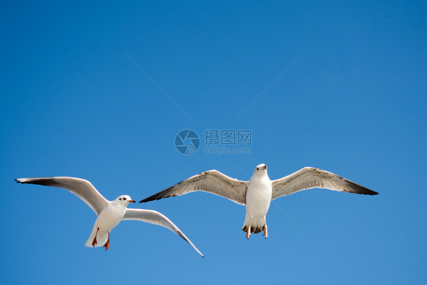 海鸥对等在天空背景下飞行图片