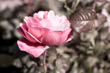 阳光明媚的春日美丽彩色玫瑰图片