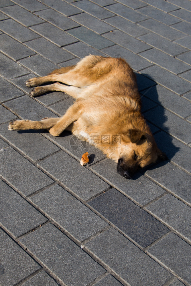 街头流浪者Dogis作为孤独的概念图片