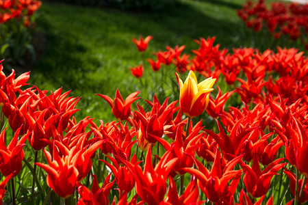 春天新鲜的自然红色郁金香图片