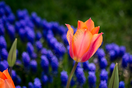 春时自然中橙色的新鲜郁金香高清图片