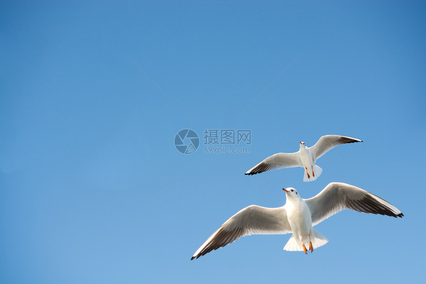 海鸥在天空背景中飞翔图片