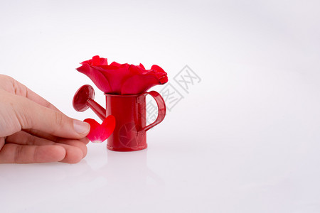 红玫瑰靠近水罐白色背景图片