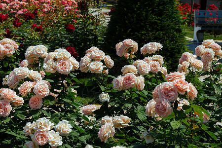 在伊斯坦布尔一个植物公园展出的白玫瑰高清图片
