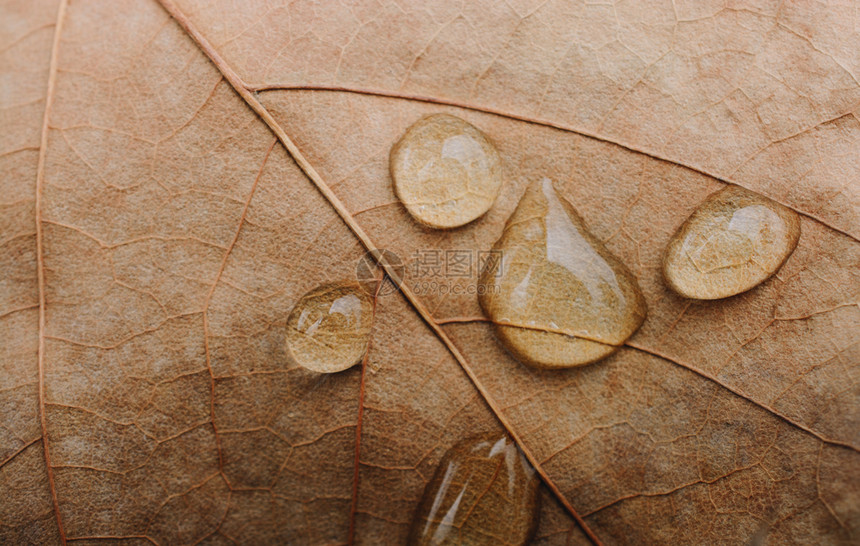 近视干叶上的圆水滴图片