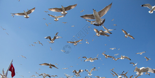 海鸥在天空中摇欲坠图片