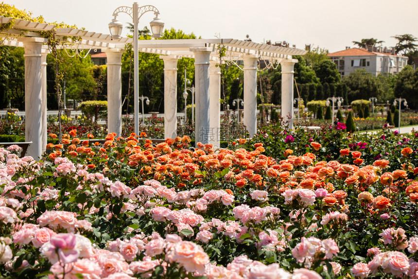 奥托曼时代古老的柱子在一个玫瑰公园展出图片