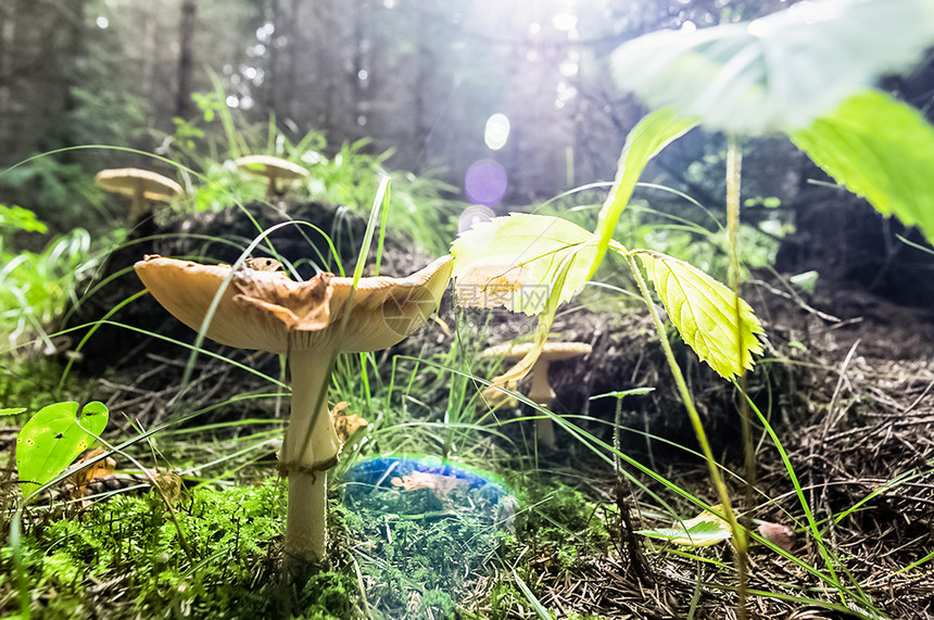 森林地板上的蘑菇房森林中的蘑菇房森林中的蘑菇房图片