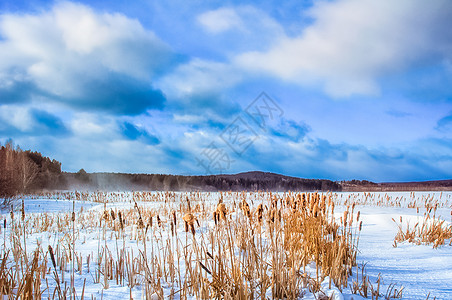 冬天的田野雪中的芦苇和香蒲冬天的田野雪中的芦苇和香蒲背景图片