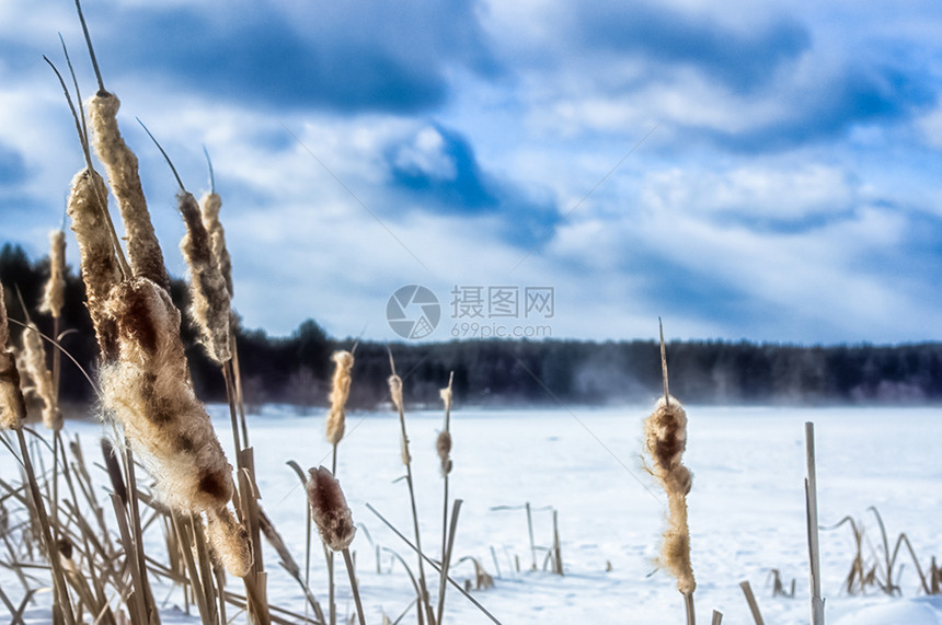 冬天的田野雪中的芦苇和香蒲冬天的田野雪中的芦苇和香蒲图片