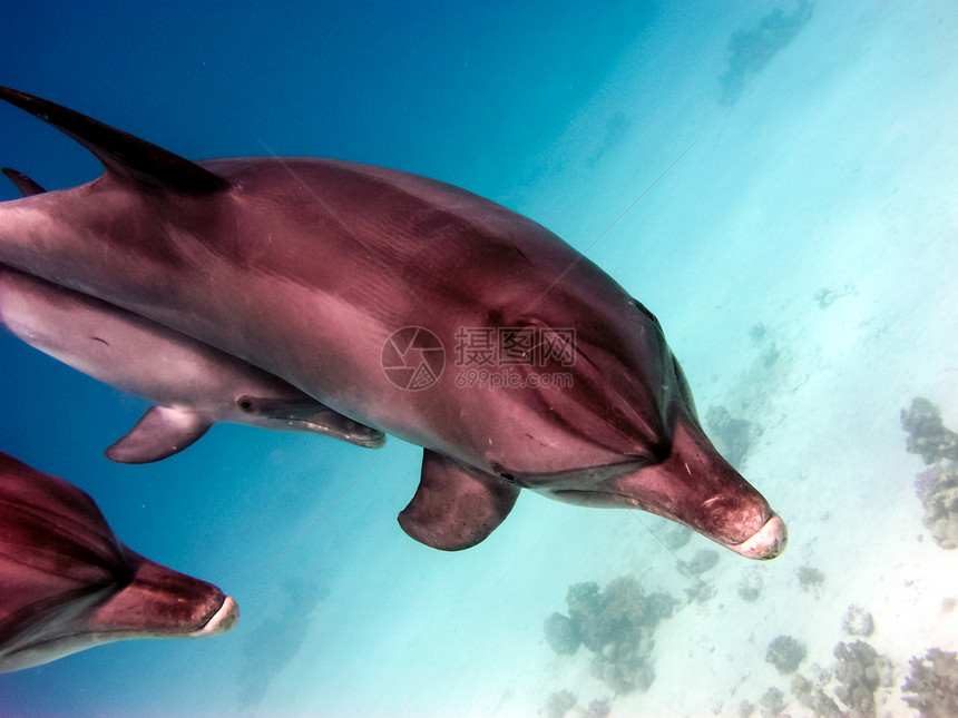 海豚在水下是热带动物世界的水域图片