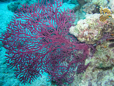 水下珊瑚礁及其居民珊瑚礁及其居民高清图片