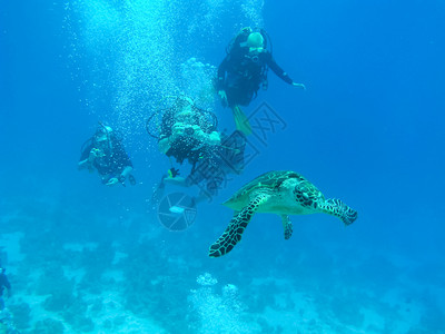 龟板水下游的海龟洋爬行动物水下珊瑚礁及其居民海洋爬行动物背景