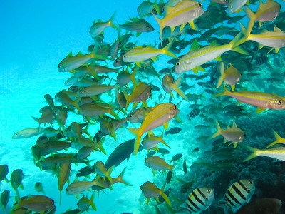 水下珊瑚礁及其居民珊瑚礁及其居民高清图片